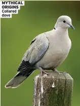  ?? ?? MYTHICAL ORIGINS Collared dove