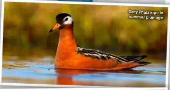  ?? ?? Grey Phalarope in summer plumage