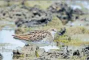  ??  ?? Experts say there is only one past record of the bird being spotted, published in 1882 by John Biddulph in Gilgit. ROHIT KUMAR BALDODIA