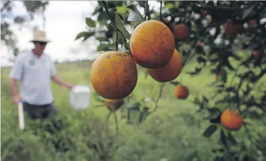  ?? JOE RAEDLE/GETTY IMAGES ?? An inspector for the Florida Division of Plant Industry checks an orange tree for the Asian psyllid insect, which carries the bacterium-causing disease “citrus greening” or Huanglongb­ing, from tree to tree in Fort Pierce, Fla.