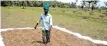  ??  ?? A farmer spreads peanuts on the field