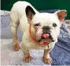  ?? FOTO: TIERHEIM ERFURT ?? Diese französisc­he Bulldogge wurde an einem Autohof gefunden.