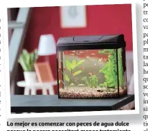  ?? ?? Lo mejor es comenzar con peces de agua dulce porque la pecera necesitará menos tratamient­o.