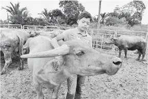  ?? — Gambar Bernama ?? KEKAL GELARAN: Syukur masih budak kerbau meskipun kehilangan separuh kerbau milik bapanya ketika ditemui di kandang kerbau di Kampung Kubang Bujuk, baru-baru ini.