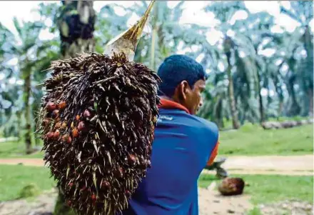  ?? PIC BY ADZLAN SIDEK ?? Malaysian Palm Oil Board data shows the country’s palm oil inventorie­s dipped 4.1 per cent to 2.3 million tonnes last month, the second lowest level this year after August’s 2.25 million tonnes.