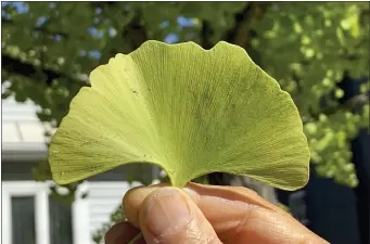  ?? LEE REICH VIA AP ?? This shows a ginkgo leaf in New Paltz, NY. In addition to their fan shape, leaves of ginkgo trees have a unique venation pattern indicating its origin of this genus millions of years ago.