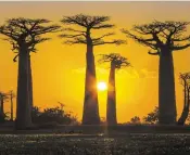  ??  ?? The Baobab tree, the worlds longest-living tree. It grows only in certain parts of Australia and Africa. The people who eat the rare fruit from this tree have almost NO constipati­on, bloating, cramping, diarrhoea, pain, IBS or extra body fat. The tree can live to be 3,000 years old and one in Zimbabwe is so large that up to 40 people can shelter inside its trunk.