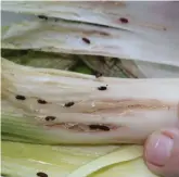  ??  ?? Allium leaf miner on leeks
Picture: GARDEN ORGANIC/ PA