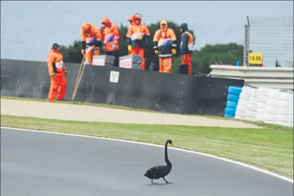  ?? FOTO: EFE ?? Un cisne negro cruza la pista del circuito de Phillip Island durante el FP2 de Moto3 Los animales conviven como pueden con el motor