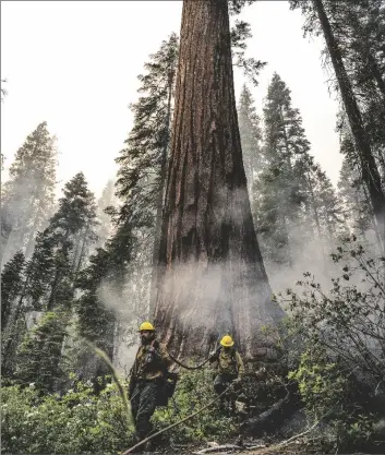  ?? AP PHOTO/NOAH BERGER ?? Firefighte­rs protect a sequoia tree as the Washburn Fire burns in Mariposa Grove in Yosemite National Park, Calif., on Friday.