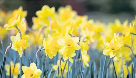  ??  ?? ● Flowering daffodils are a heartening sight and, after a long, gruelling winter, spring’s pleasures lie in wait