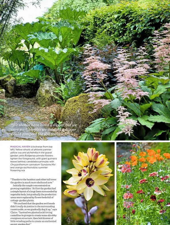  ??  ?? MAGICAL HAVEN (clockwise from top left) Yellow whorls of phlomis partner yellow ixia and alchemilla in the gravel garden; pink Rodgersia pinnata flowers lighten the foreground, with giant gunnera leaves behind; candelabra primulas with Chrysanthe­mum...