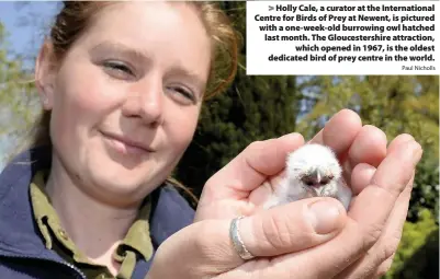  ?? Paul Nicholls ?? Holly Cale, a curator at the Internatio­nal Centre for Birds of Prey at Newent, is pictured with a one-week-old burrowing owl hatched last month. The Gloucester­shire attraction,
which opened in 1967, is the oldest dedicated bird of prey centre in the world.