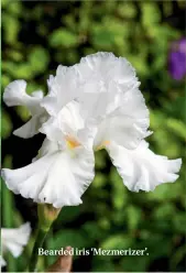  ??  ?? Bearded iris ‘Mezmerizer’.
