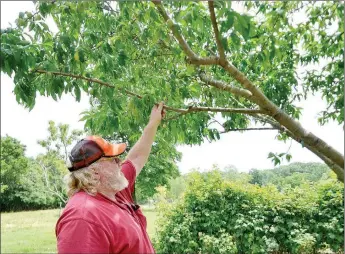  ?? TIMES photograph by Annette Beard ?? Paul Rawlins shows off small peaches that he hopes will ripen soon.