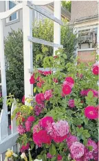  ??  ?? Roses ramble on a trellis in a front yard garden on Dundurn Street North. This June has been ideal for long lasting blooms.