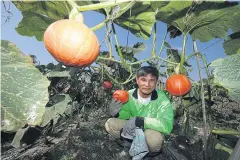  ??  ?? Veteran farmer Worachit Damrongwar­akoon in Mae Ai district specialise­s in Japanese pumpkins.