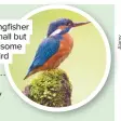  ??  ?? The kingfisher is a small but handsome bird