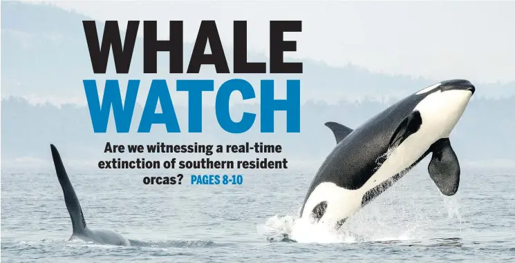  ?? KATY FOSTER/NOAA FISHERIES ?? J16 Slick, the mother of J50 Scarlet, the orca scientists tried but failed to save this summer, breaches while Scarlet’s brother, J26 (Mike), swims nearby. They are among the endangered population of southern resident orcas that caught the world’s attention when J35 Tahlequah carried her dead newborn for 17 days this summer.