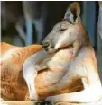  ??  ?? Eigentlich gelten Kängurus als entspannte Zeitgenoss­en. Foto: Nicolas Armer, dpa