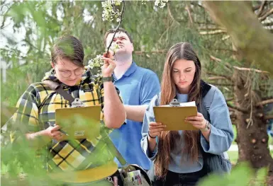  ?? PHOTOS BY JORDAN SMITH/SOUTH BEND TRIBUNE ?? Students in an Indiana University South Bend ecology course work to identify a Bradford pear tree on campus on Wednesday.