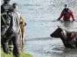  ??  ?? Eine Kuh, deren Weide bei Hamburg von Wasser eingeschlo­ssen wurde.