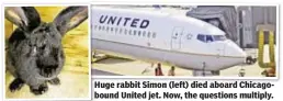  ??  ?? Huge rabbit Simon (left) died aboard Chicagobou­nd United jet. Now, the questions multiply.