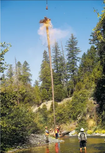  ?? Scott Strazzante / The Chronicle ?? A Chinook helicopter lowers a fire-damaged tree into the water on the first day of the Yurok Tribe’s salmon-habitat restoratio­n project on the South Fork of Trinity River in Trinity County.