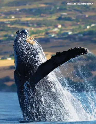  ??  ?? BREACHING HUMPBACK