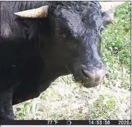  ?? OPlymouth Police Department / ?? Buddy the beefalo captured on surveillan­ce footage at the end of September. Plymouth, Conn., police continue to try to capture him, so they can send him to retire at an animal sanctuary in Florida.