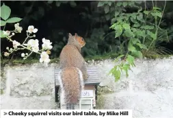  ??  ?? Cheeky squirrel visits our bird table, by Mike Hill