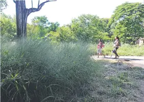  ??  ?? Yuyales y basura hay en el Parque Mburicaó y sus alrededore­s. Las personas acuden a él y se exponen a los criaderos de mosquitos.