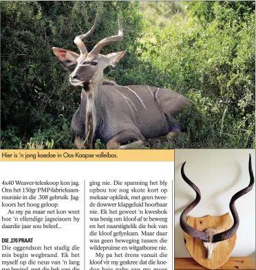  ??  ?? Hier is ’n jong koedoe in Oos-Kaapse valleibos. Kuno se Oos-Kaapbul wat 54.7” gemeet het. Die bul is op die plaas Mannetjie buite Uitenhage geskiet.