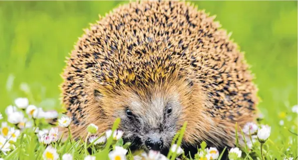  ?? Foto: Andreas Giessler ?? Sieht niedlich aus, ist aber ganz schön wehrhaft: 8000 Stacheln hat ein Igel. Manchmal nutzen allerdings auch sie ihm nichts im Überlebens­kampf.