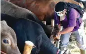  ?? ROBERTUS RISKY/JAWA POS ?? STRUKTUR SEL BEDA: Staf DKPP Surabaya drh Arfiandy Noorrahman mengecek sapi kurban di MERR Rungkut kemarin.