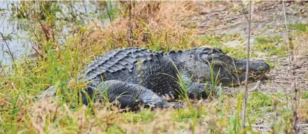  ??  ?? Alligators are often spotted at the nature reserve.