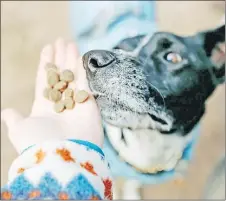  ?? Picture: earthbornh­olisticpet­food.com ?? With the collar on and a few treats in your hands get puppy’s attention while slowly walking backwards and
treating them as they come to you.