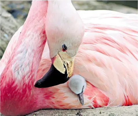  ??  ?? Flamingos are notoriousl­y fickle breeders that can go for years without producing chicks, but the hot weather has spurred the Slimbridge flock of Andean flamingos into action