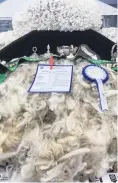  ?? PHOTO: SALLY RAE ?? Fine fleece . . . The Paterson family, from Armidale, in the Maniototo, won supreme champion fleece at the New Zealand Agricultur­al Show with this halfbred entry.