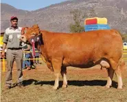  ??  ?? RIGHT:Devlan Highlander DL 12 125, Senior, Grand and Super Cow Champion Limousin on Show and Supreme Champion Animal on Show, with Elrico Jacobs (handler). Owned by John and Tracey Devonport, Devlan Limousin Stud, Johannesbu­rg.