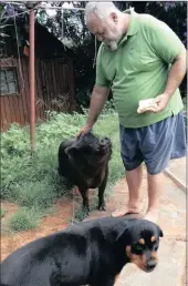  ??  ?? LITTLE PORKER: Fugly gets his favourite treat of bread and peanut butter from new ‘keeper’ Greg Pratt, while rottweiler Zena keeps a sharp eye out.