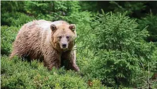  ?? Foto: Shuttersto­ck ?? In Italien hat die Tötung eines Braunbären einen Streit über den Umgang mit Tieren ausgelöst.