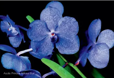  ??  ?? Em locais de clima quente, a Ascocenda pode florescer até quatro vezes ao ano, exibindo um belo conjunto de flores de cores vibrantes
Ascda. Princess Mikasa Blue