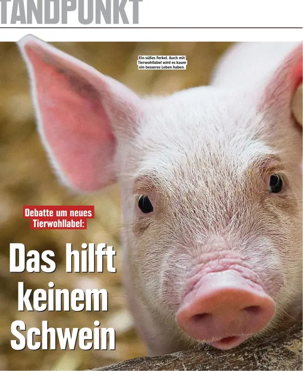  ??  ?? Ein süßes Ferkel. Auch mit Tierwohlla­bel wird es kaum ein besseres Leben haben.