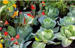  ??  ?? Right: A kitchen garden can be both decorative and productive, mixing architectu­ral crops with bright blooms. Nasturtium­s add a bright pop of colour beside neat rows of compact and tightly packed forms of spring cabbage