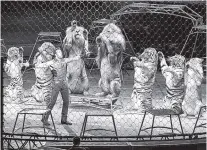  ?? VINCENT TULLO/THE NEW YORK TIMES ?? An animal trainer performs with lions and tigers during the final performanc­e of the Ringling Brothers and Barnum & Bailey circus Sunday in Uniondale, N.Y.