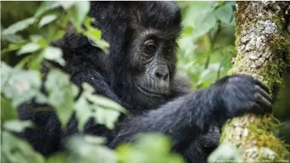  ??  ?? El estudio da ejemplos como la reducción de hasta un 87 por ciento en las poblacione­s de gorilas en áreas protegidas de la República Democrátic­a del Congo.
