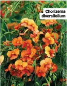  ?? ?? Chorizema diversifol­ium