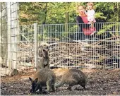  ?? FOTO: UM ?? Sind die aber süß: Mama Dieler und ihre zweijährig­e Tochter Elida waren nicht die Einzigen, die die drei Neuzugänge im Wildpark bestaunten.