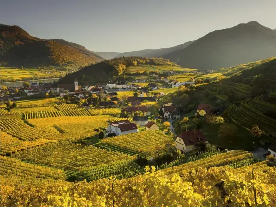  ??  ?? Muster in der Landschaft Blick vom Aussichtsp­unkt „Rotes Mäuerl“auf die Weingärten, die ein interessan­tes Muster in die hügelige Landschaft zeichnen, was bei tief stehender Sonne besonders gut zur Geltung kommt.
Arca Swiss Rm3Di | Phase One IQ260 | 50...